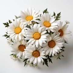 Obraz premium Beautiful White Chamomile ,Hd, On White Background