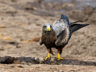 Adler