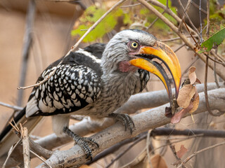 Rotringtoko © Peter