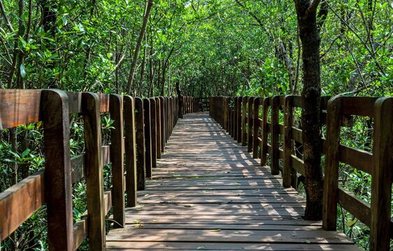 Sharavathi Kandla Mangrove Boardwalk, Kasarkod, Honnavar, Karnataka, India
