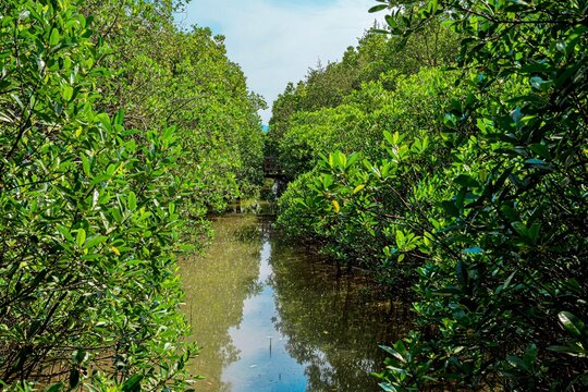 Sharavathi Kandla Mangrove, Kasarkod, Honnavar, Karnataka, India