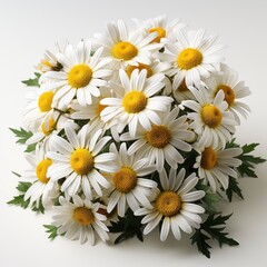Obraz premium Chamomile Camomile Flowers,Hd, On White Background