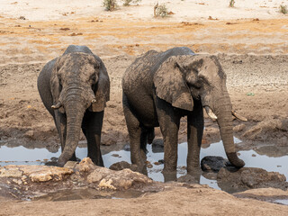Elefant