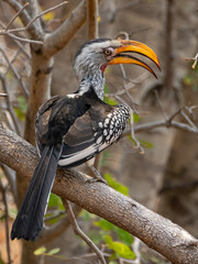 Rotringtoko © Peter