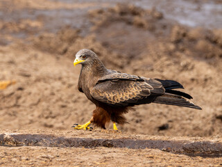 Adler