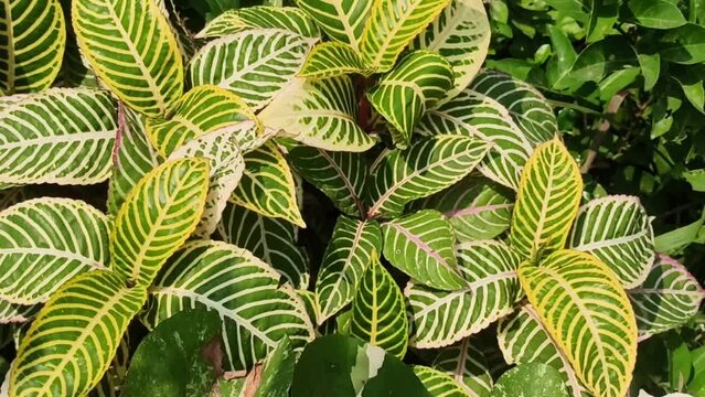 aglonema leaves