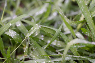 dew drops on the grass. detail.