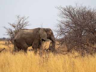 Fototapeta premium Elefant