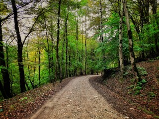 footpath in the woods