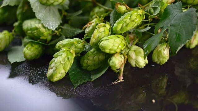 Studio lighting perfectly showcasing hop cones' texture in macro.