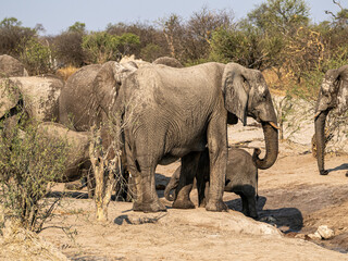 Fototapeta premium Elefant