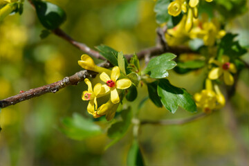Golden currant flowers