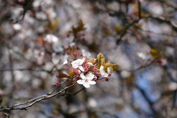 Purple-leaved Plum flowers