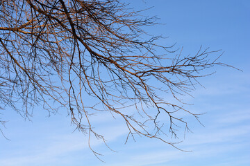 White mulberry branches with buds