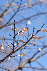 Broad-leaved lime branch with seeds