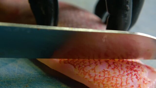 Pullback along freshly scaled red snapper fillet as chef scores skin side to cook