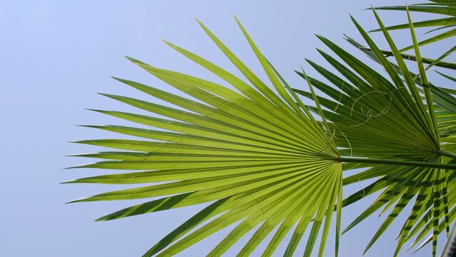 Green palm tree on blue sky background. Tropical palm leaf trees at sunlight. Advertising, product, background picture. Summer background, slow motion. Looking Up. High quality 4k footage