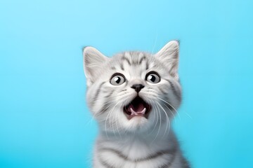 Happy cat puppy on blue background.
