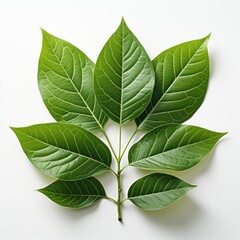 Obraz premium Leaf Citrus, Hd, On White Background