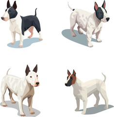 Miniature Bull Terrier dog collection in many action. Graphic resource about set for vector