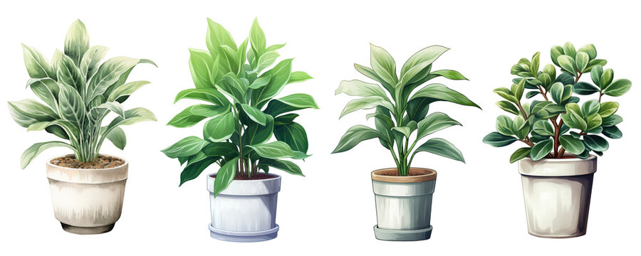 Different plants in a pot, set, illustration, isolated