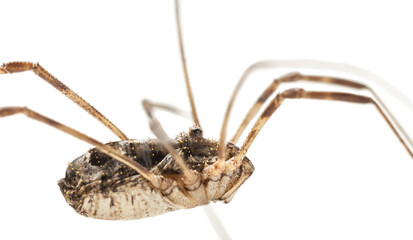 Macro lateral portrait of Daddy longlegs spider