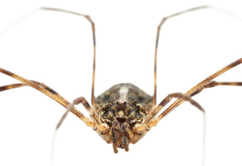 Macro portrait of Daddy longlegs spider