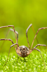 Macro en face of Harvestman on grass