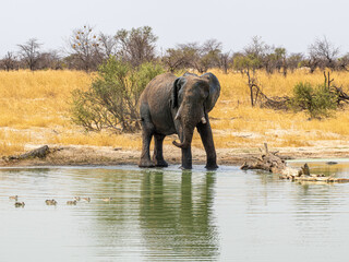 Elefant