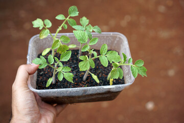 Tomato seeds are planted in food boxes.                 