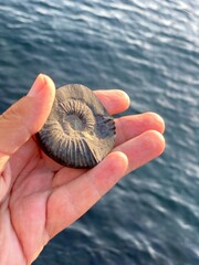 Hand holding fossil ammonite stone Shaligram, Shalagrama shila, Saligrama collected from Kali...