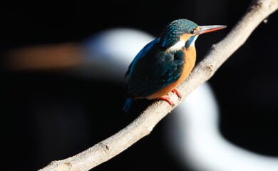 水辺のカワセミ