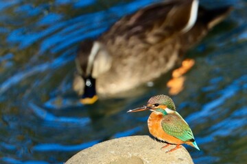 水辺のカワセミ