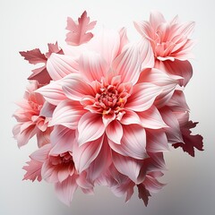 Pink Flower ,Hd, On White Background
