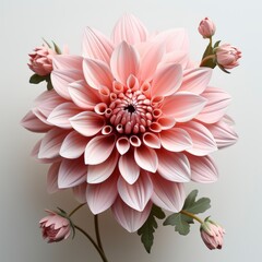 Fototapeta premium Pink Flower With Green Leaves Yellow Center ,Hd, On White Background