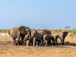 Obraz premium Elefant