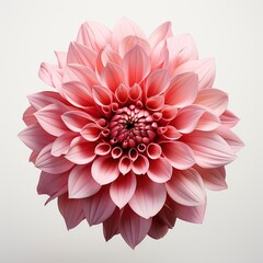 Realistic Flower Element ,Hd, On White Background