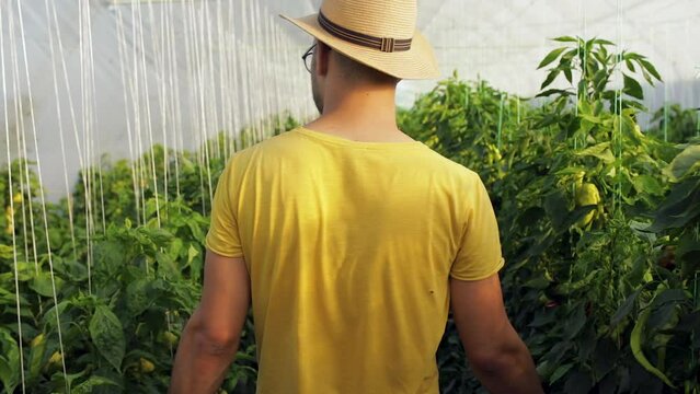 Rer view of farmer walking in greenhouse checking paprika growing indoors.