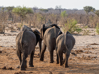 Elefant