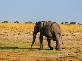 Fototapeta premium Elefant