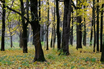 Obraz premium autumn in the forest