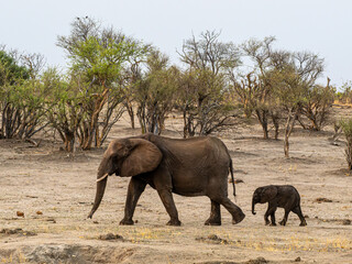 Elefant