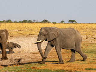 Fototapeta premium Elefant