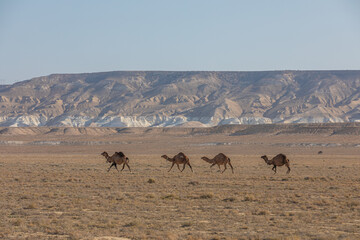 Fototapeta na wymiar herd of camels in the desert