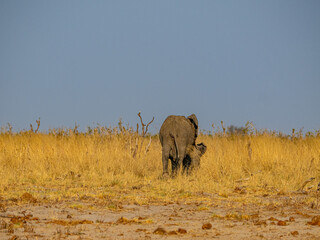 Elefant