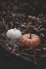 Candle in the shape of a pumpkin on a background of leaves and moss in the forest