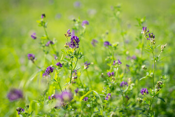 Stems with blooming alfalfa (Medicago sativa). Field of flowering alfalfa.  Forage high protein...