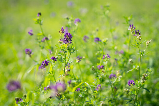 Stems with blooming alfalfa (Medicago sativa). Field of flowering alfalfa.  Forage high protein plant. Selective focus. Cover design.