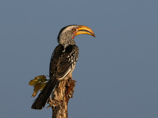 Hornvogel