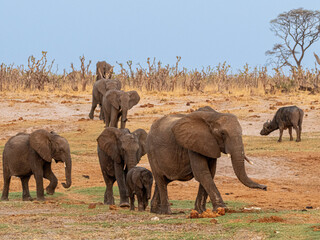 Elefant
